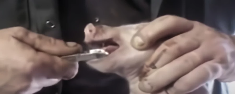 Tooth clipping piglet